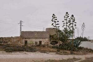 ett gammal byggnad med en kaktus växt i de öken- foto
