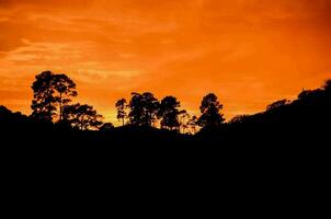 träd silhouetted mot de orange solnedgång himmel foto