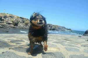 en hund på de strand foto