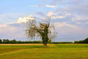 en ensam träd i en fält med en blå himmel foto