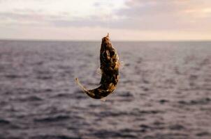 en fisk hängande från en fiske linje i de hav foto