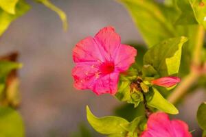 en rosa blomma är blomning i de Sol foto