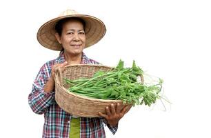 Lycklig asiatisk senior kvinna trädgårdsmästare innehar korg av grönsaker, isolerat på vit bakgrund. begrepp, friska livsstil, thai jordbrukare växa organisk vegetabiliska för matlagning. foto