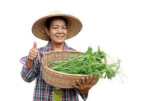 Lycklig asiatisk senior kvinna trädgårdsmästare innehar korg av grönsaker, isolerat på vit bakgrund. begrepp, friska livsstil, thai jordbrukare växa organisk vegetabiliska för matlagning. foto