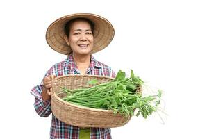 Lycklig asiatisk senior kvinna trädgårdsmästare innehar korg av grönsaker, isolerat på vit bakgrund. begrepp, friska livsstil, thai jordbrukare växa organisk vegetabiliska för matlagning. foto