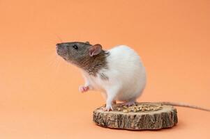 en inhemsk vit råtta med en grå munkorg på en rosa bakgrund . söt djur- råtta. plats för text foto