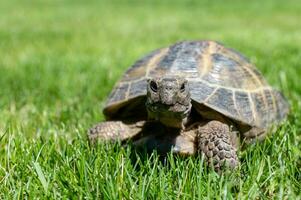 porträtt av ett vuxen inhemsk sköldpadda krypande på de gräsmatta utomhus. foto