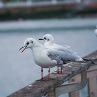 seagulls på de räcke i de hamn foto