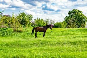 vacker vildhäst hingst på sommarblommaäng foto