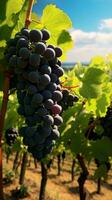 en klunga av mogen vindruvor hängande från en vin i en vingård ai genererad foto