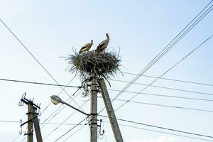 skön vinge stork i trä- pinne bo på gata lampa foto