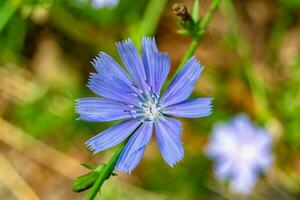 skönhet vild växande blomma cikoria vanlig på bakgrund äng foto