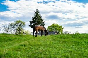 vacker vildhäst hingst på sommarblommaäng foto