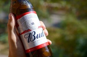 flaska av budweiser knopp öl i manlig hand på en grön träd bakgrund foto