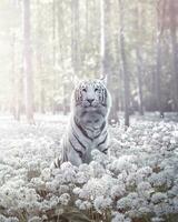 ser på kamera majestätisk tiger i vinter- skog majestätisk tiger i snöig skog blickar på kamera med intensitet. foto