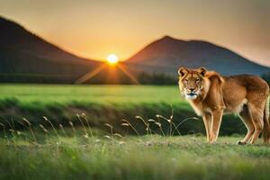en lejon står i de mitten av en fält på solnedgång. ai-genererad foto