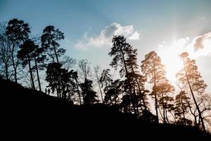 silhuett av skogen och träden i solnedgången foto