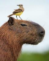 en små fågel den där sittpinnar på en capybara foto