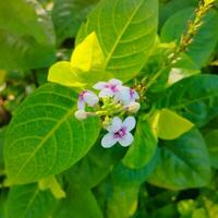 delikat skönhet i natur närbild av färsk grön blomma huvud delikat blomma färsk, grön, och skön med Nej människor. foto