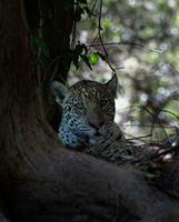 leopard vilar bland djungelns grönska lugn leopard finner fred på djungel träd trunk. foto