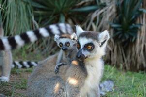 en lemur är innehav dess barn, mångsidig djur lugnt blanda i naturens skönhet. foto