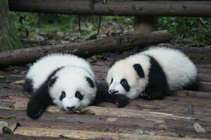 förtjusande jätte panda familj i deras naturlig livsmiljö grupp av förtjusande jätte pandor i Kinas bambu skog, ett endangered vilda djur och växter arter. foto