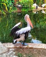 nådig pelikan avian skönhet förbi de vatten foto