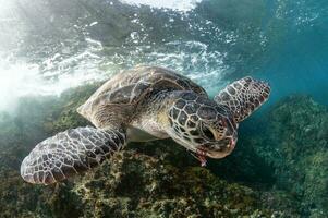 sköldpadda graciös under vattnet varelse utforska vibrerande rev landskap graciös loggerhead hav sköldpadda lugnt simning genom vibrerande under vattnet värld. foto