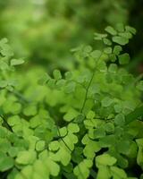 färsk grön blad makro selektiv fokus på växt del i naturlig skönhet vibrerande grön lövverk, närbild fokus, naturlig skönhet. perfekt för ekologisk projekt. foto