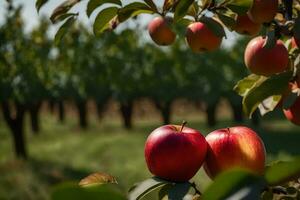äpplen är växande på en träd i ett fruktträdgård. ai-genererad foto