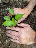 plantera ung trädgård börjar foto