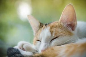 tricolor katt sover nära fönstret foto