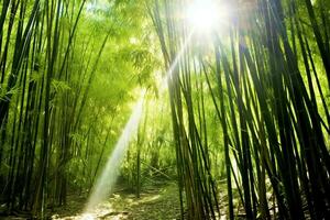 se av botanisk grön bambu tropisk skog i dagsljus. orientalisk bambu lund i Kina japansk begrepp förbi ai genererad foto