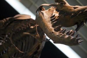 forntida förhistorisk dinosauriskelett fossil foto