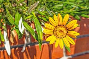 närbild gul gazania blomma i naturen foto
