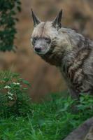 porträtt av randig hyena foto