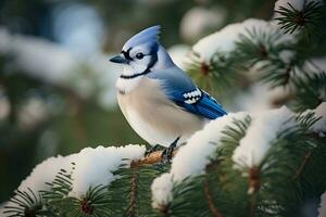 blå jay fågel uppflugen på en snöig tall träd gren, ai generativ foto