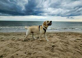 vit kort överdragen brittiskt labrador retriever på de strand av blavand Danmark foto