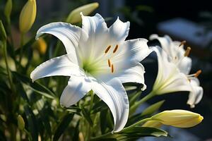 vit lilja blomma på dagtid, ai generativ foto