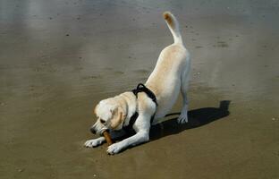 vit kort överdragen brittiskt labrador retriever på de strand av blavand Danmark foto