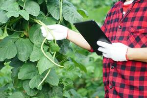 stänga upp trädgårdsmästare innehar smart läsplatta till inspektera tillväxt och växter sjukdomar i trädgård. begrepp, smart jordbrukare Sök information till utveckla lantbruk gröda. kolla upp och Sök från internet. foto