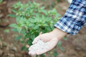 stänga upp trädgårdsmästare hand innehar aska pulver till befrukta växter i trädgård. begrepp, organisk trädgårdsarbete. aska kan skaffa sig befria av insekter, skadedjur av växter, förbättra jord. foto