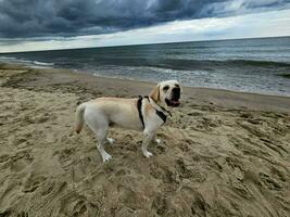 vit kort överdragen brittiskt labrador retriever på de strand av blavand Danmark foto