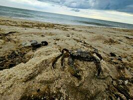 norr hav krabbor på de strand i blavand Danmark foto