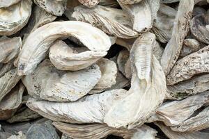 skaldjur fossiler gammal ostron vägg tillverkad från skal stor belopp foto