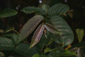 vibrerande grön växt del - en blommande blad foto