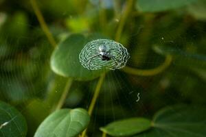 Spindel vilar på dess webb foto