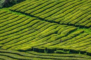 te plantage i porto formoso. Fantastisk landskap av utestående naturlig skönhet foto