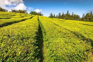 te plantage i porto formoso. Fantastisk landskap av utestående naturlig skönhet foto