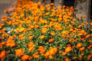 inlagd växter och blommor på de gator av Cordoba, Spanien foto